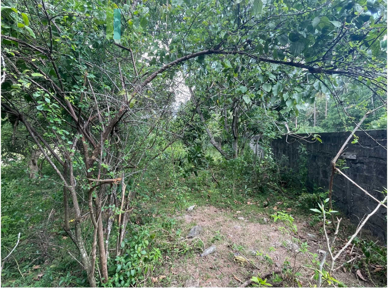 Development plot in Talpe