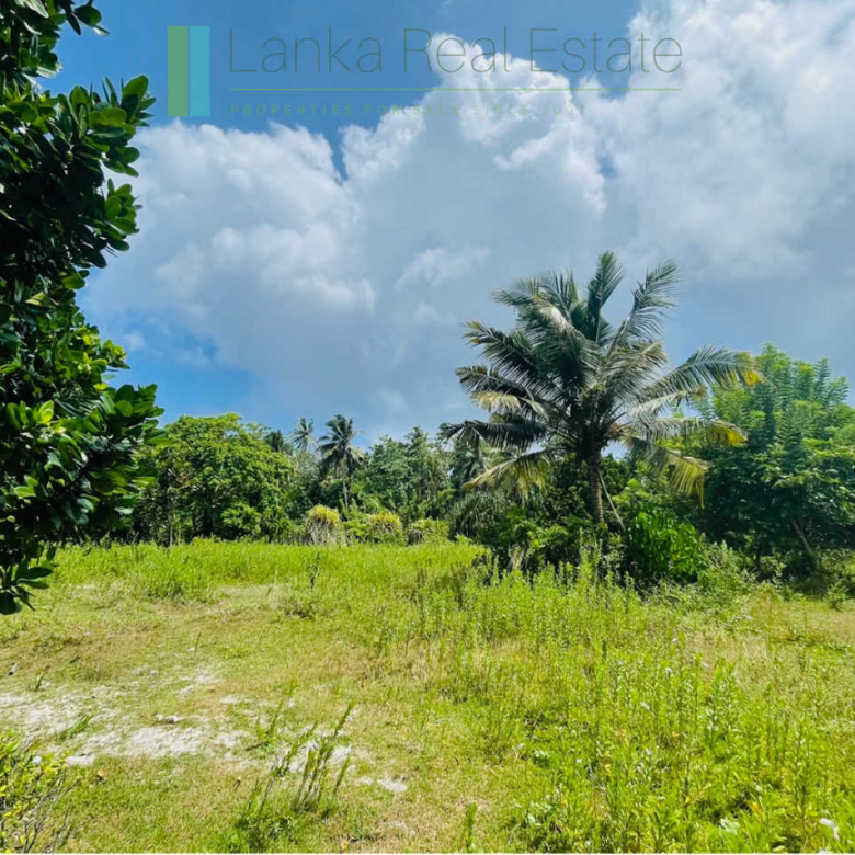 Development plot in Talpe
