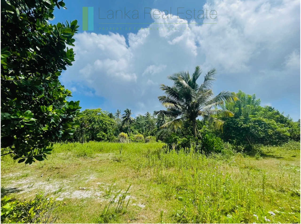 Development plot in Talpe