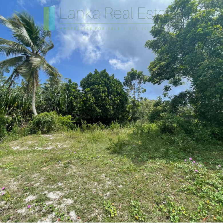 Development plot in Talpe