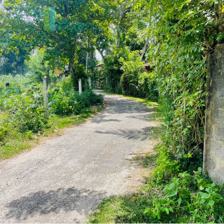 Development plot in Talpe