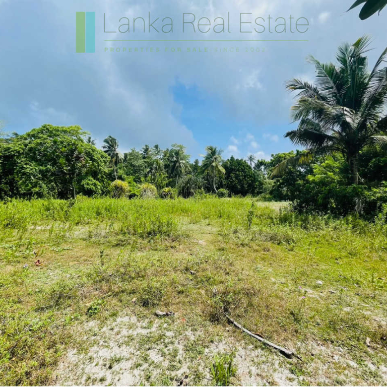Development plot in Talpe