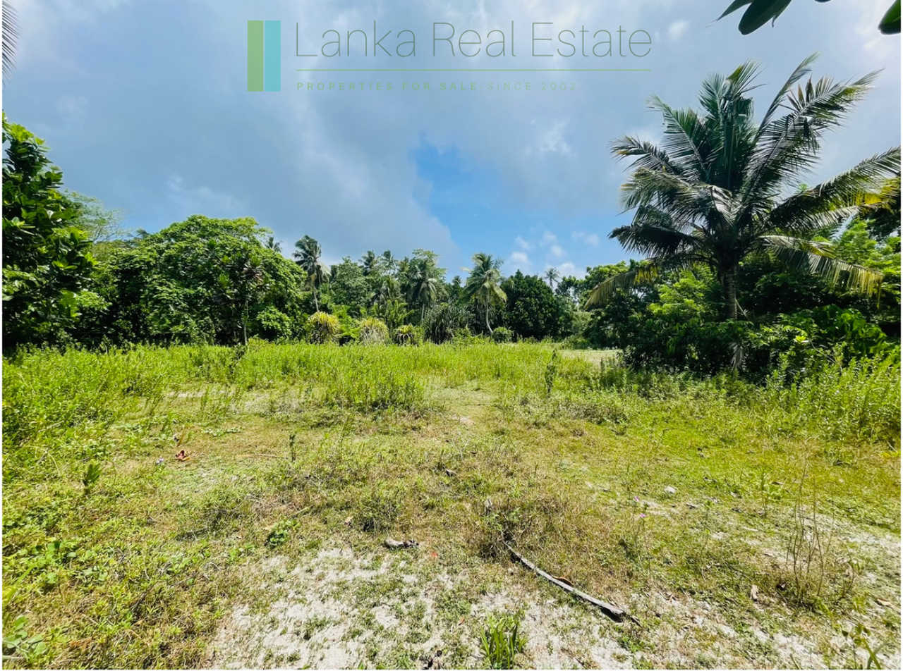 Development plot in Talpe