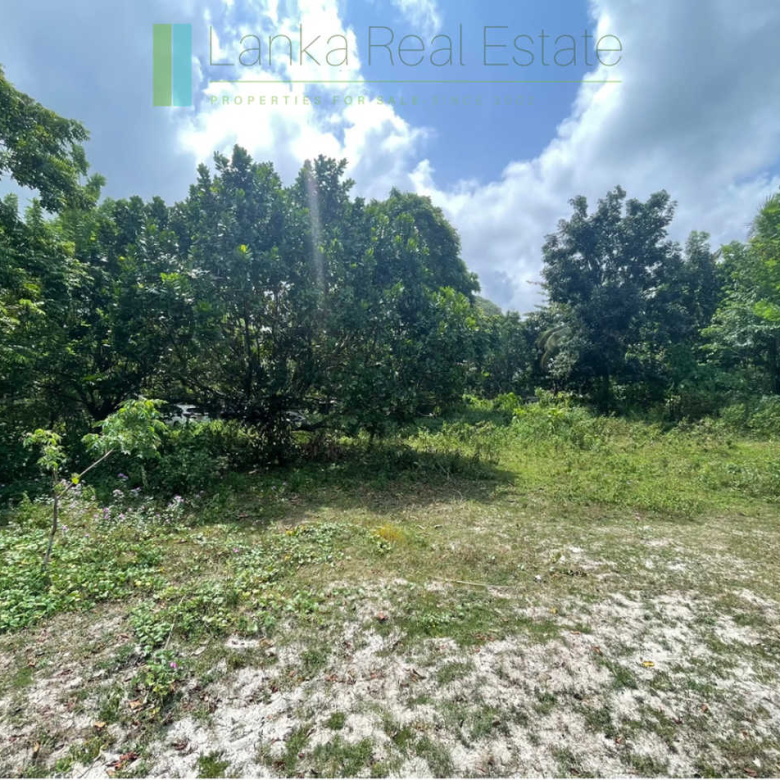 Development plot in Talpe