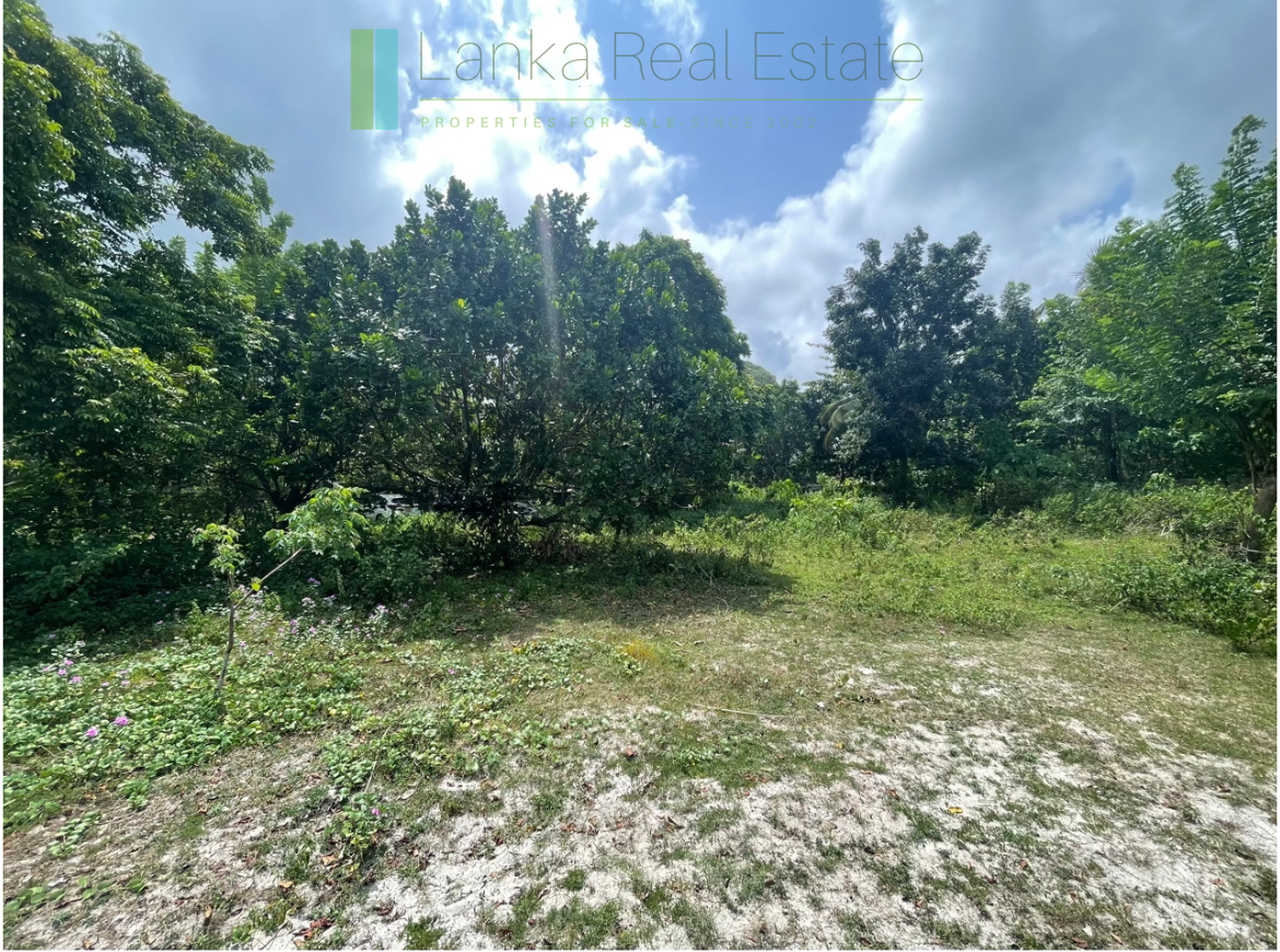 Development plot in Talpe