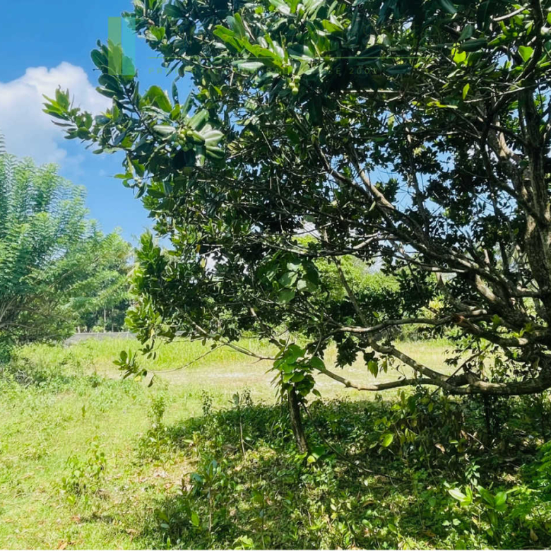 Development plot in Talpe