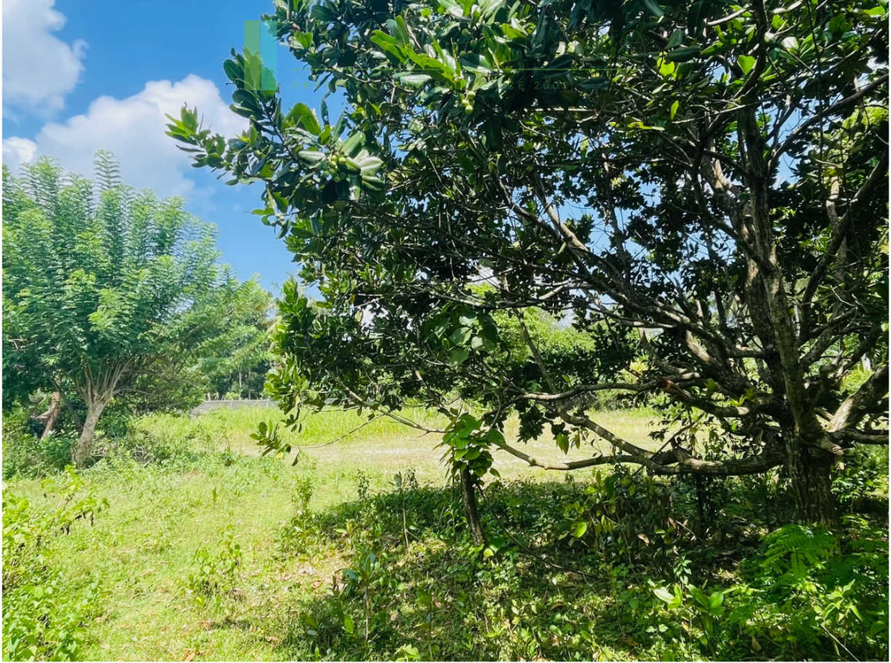 Development plot in Talpe