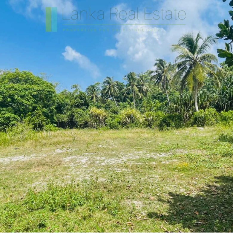 Development plot in Talpe