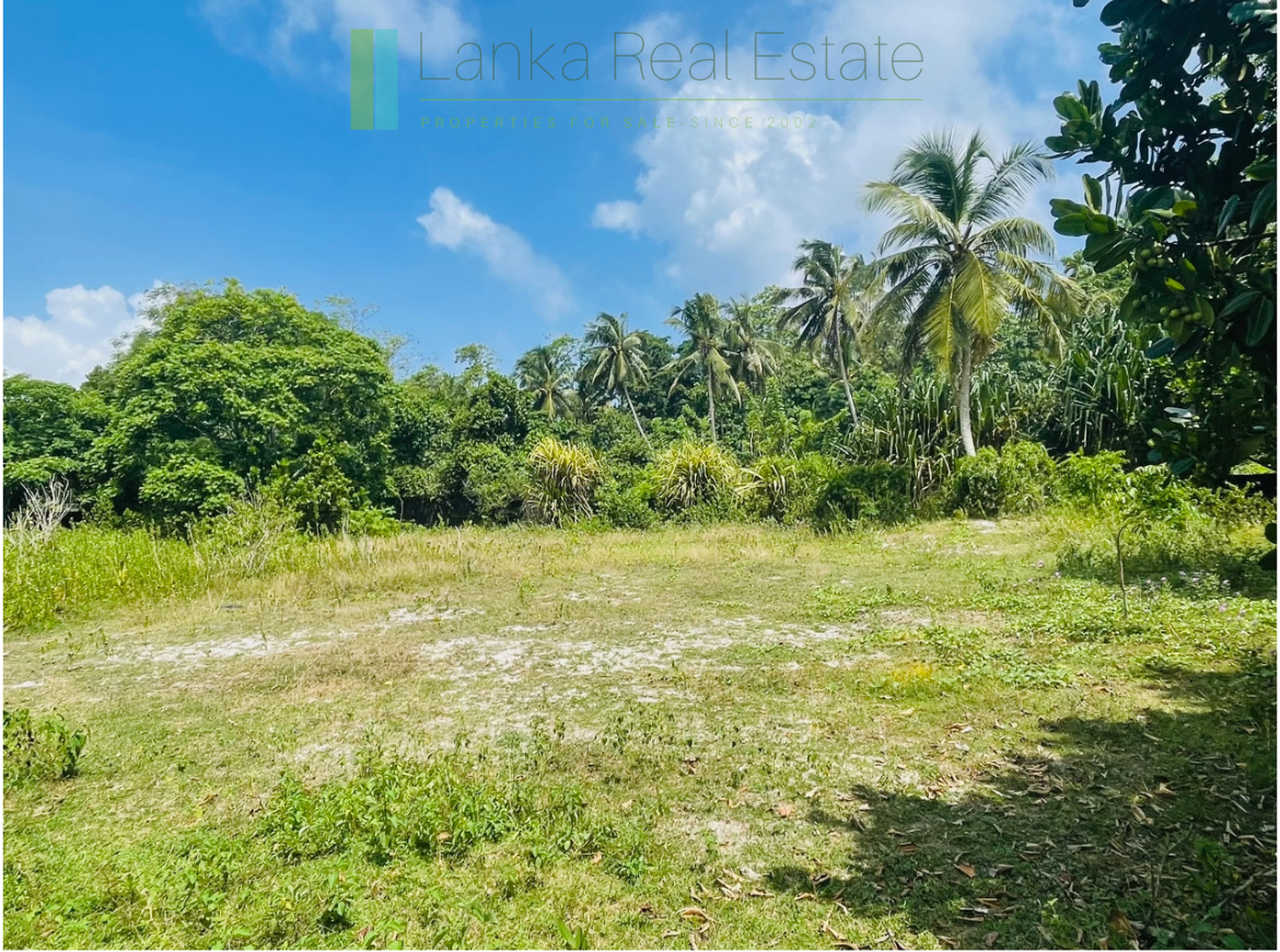 Development plot in Talpe