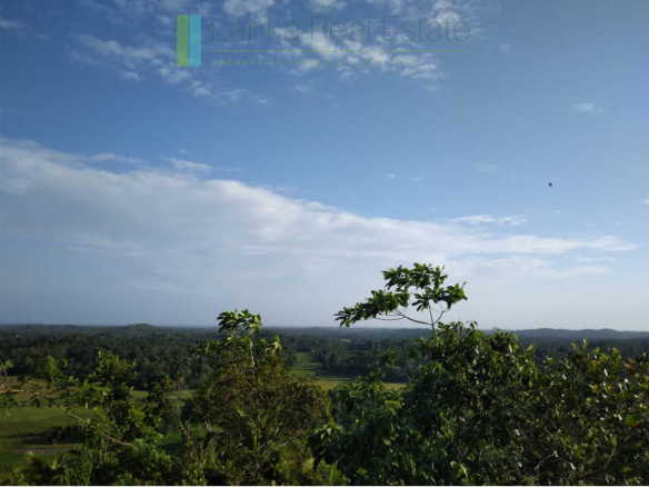 Five acres with cinnamon near Ahangama
