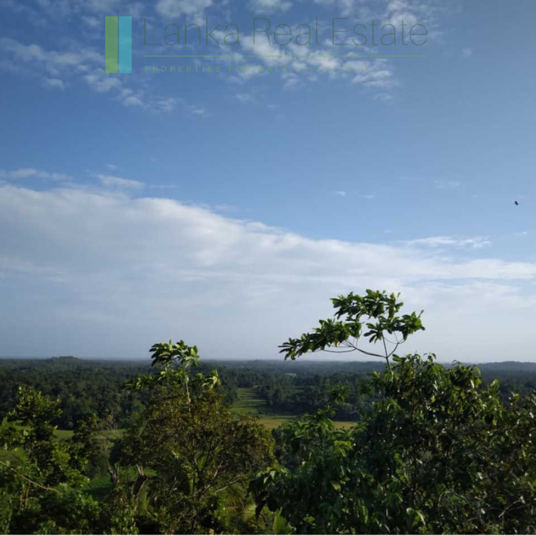 Five acres with cinnamon near Ahangama
