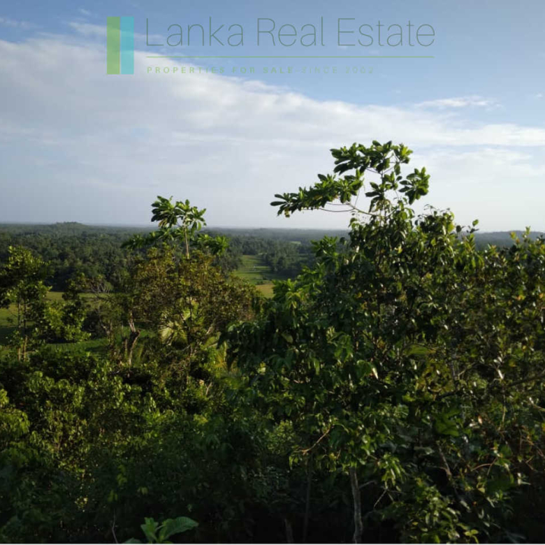 Five acres with cinnamon near Ahangama