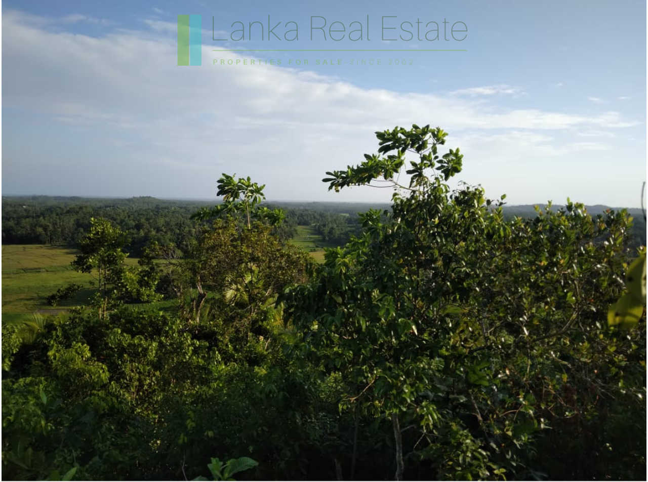 Five acres with cinnamon near Ahangama