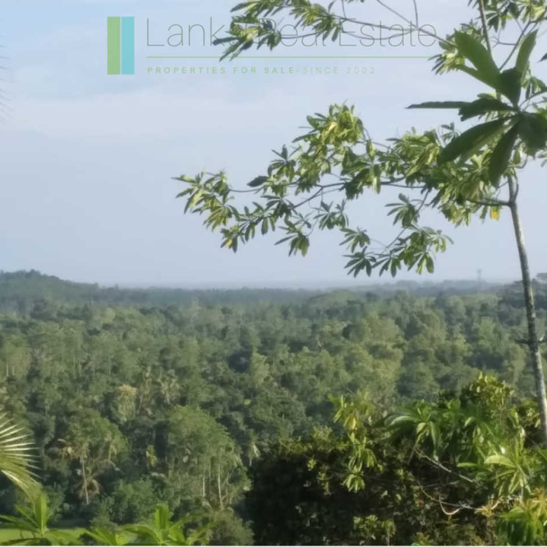 Five acres with cinnamon near Ahangama