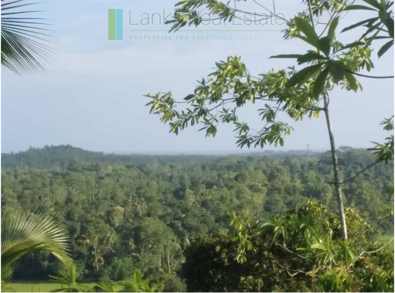 Five acres with cinnamon near Ahangama