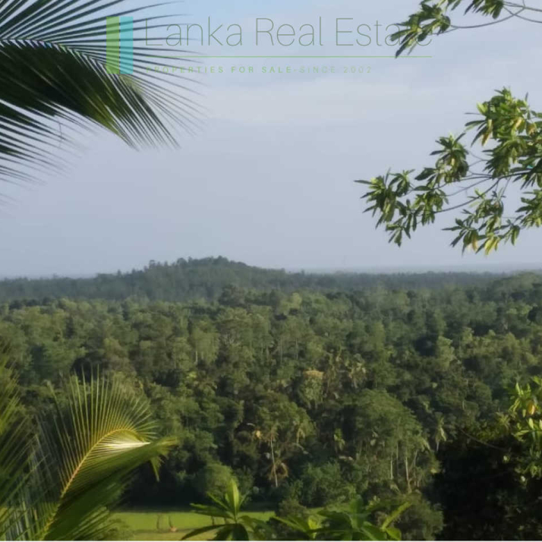 Five acres with cinnamon near Ahangama