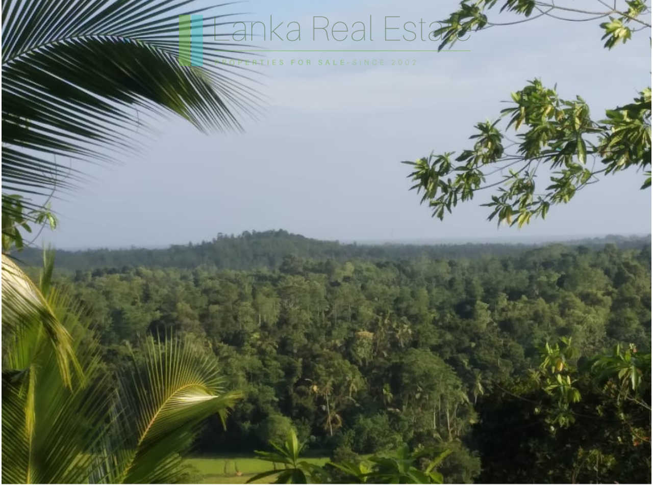 Five acres with cinnamon near Ahangama