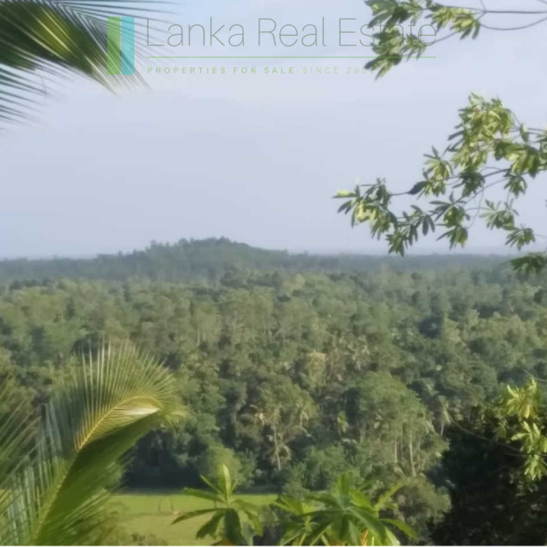 Five acres with cinnamon near Ahangama