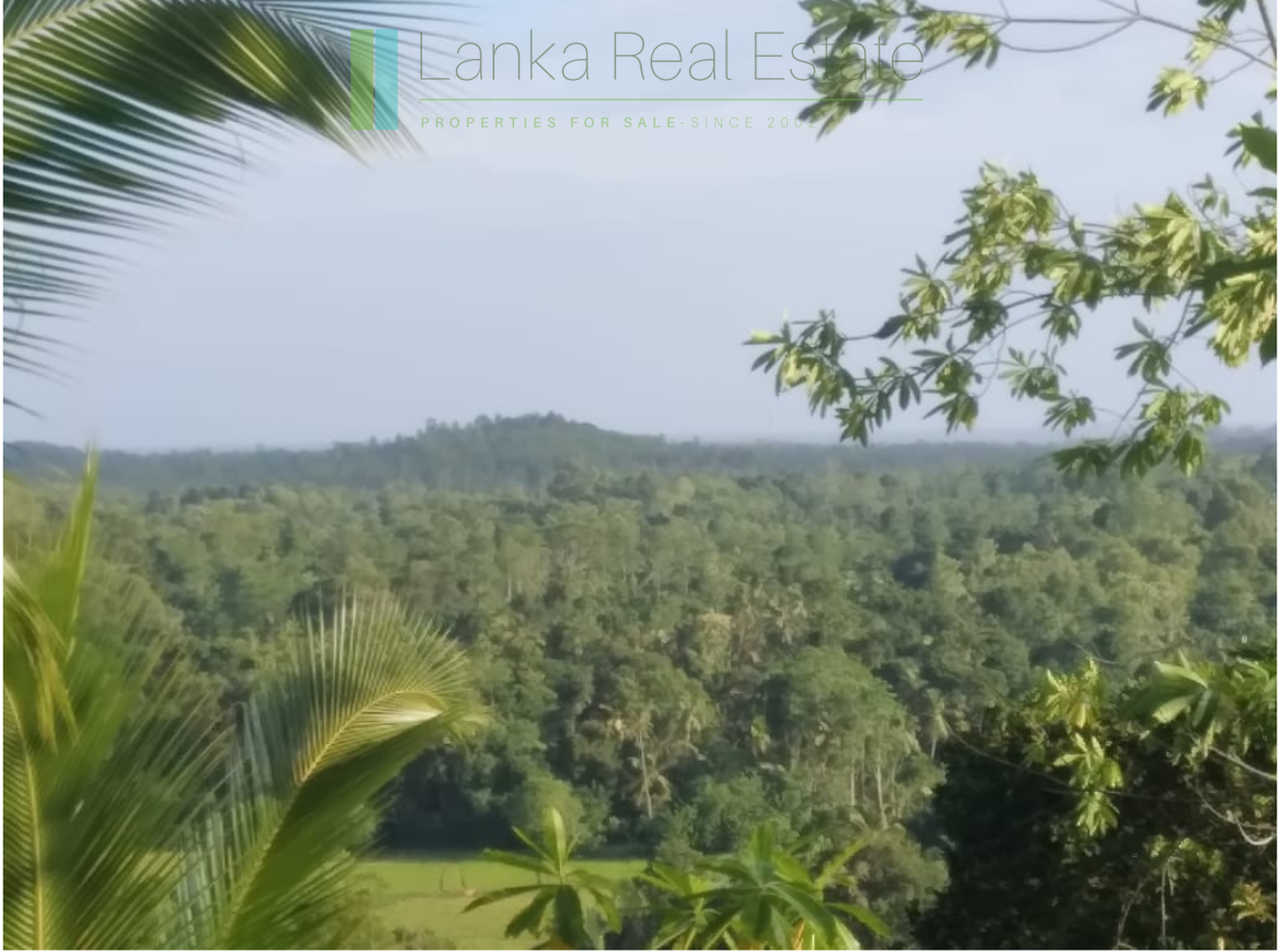 Five acres with cinnamon near Ahangama