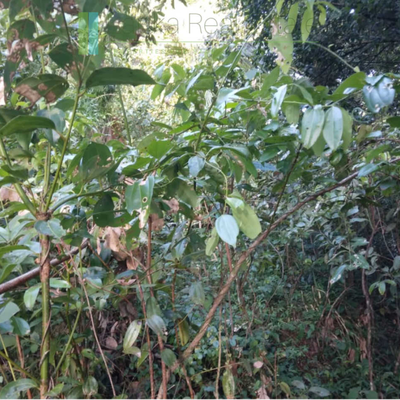 Five acres with cinnamon near Ahangama