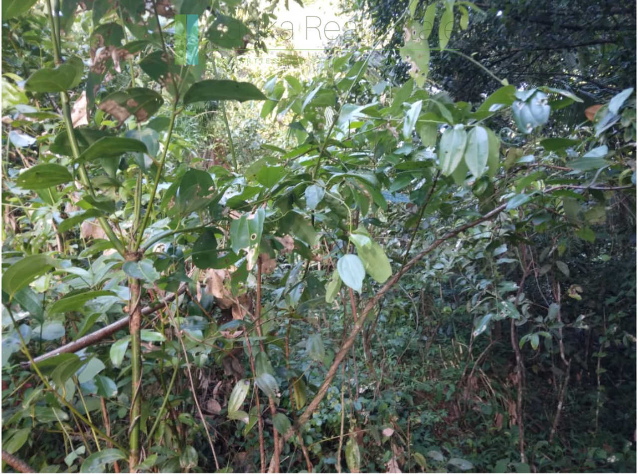 Five acres with cinnamon near Ahangama