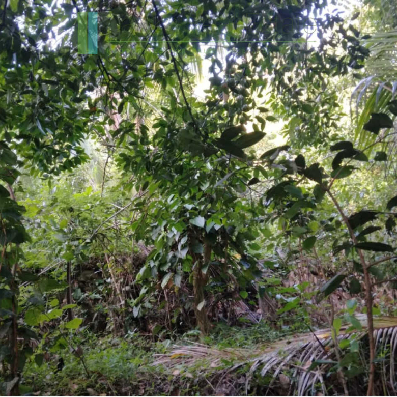 Five acres with cinnamon near Ahangama