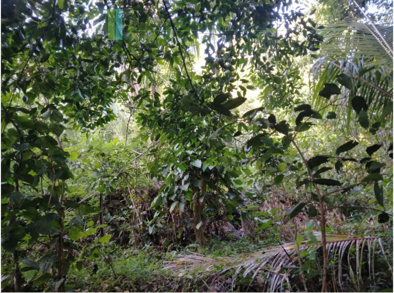Five acres with cinnamon near Ahangama