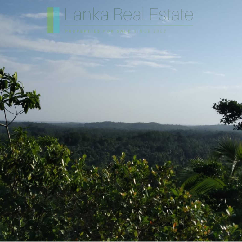 Five acres with cinnamon near Ahangama