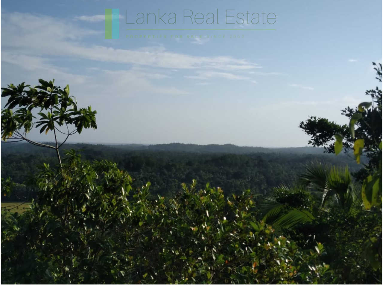 Five acres with cinnamon near Ahangama