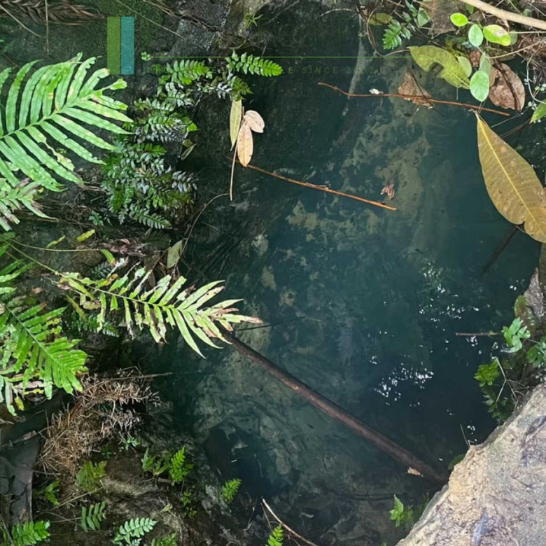 Five acres with cinnamon near Ahangama