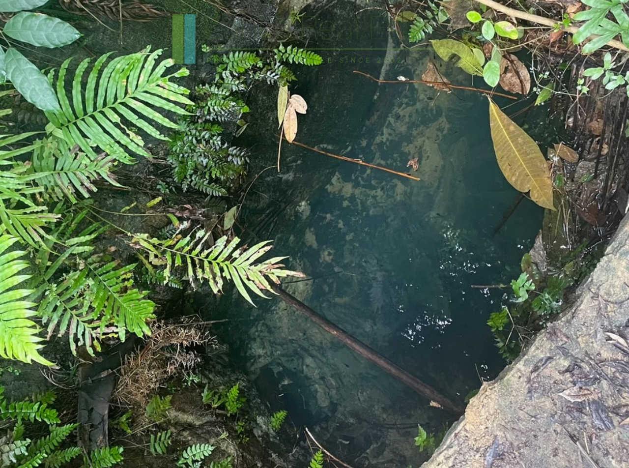 Five acres with cinnamon near Ahangama