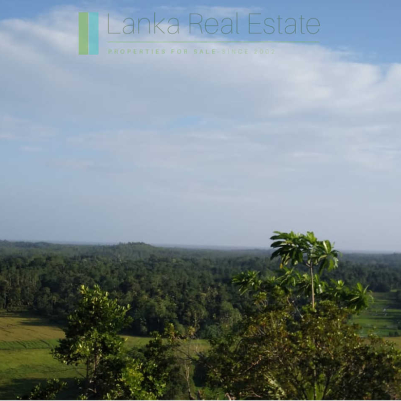 Five acres with cinnamon near Ahangama
