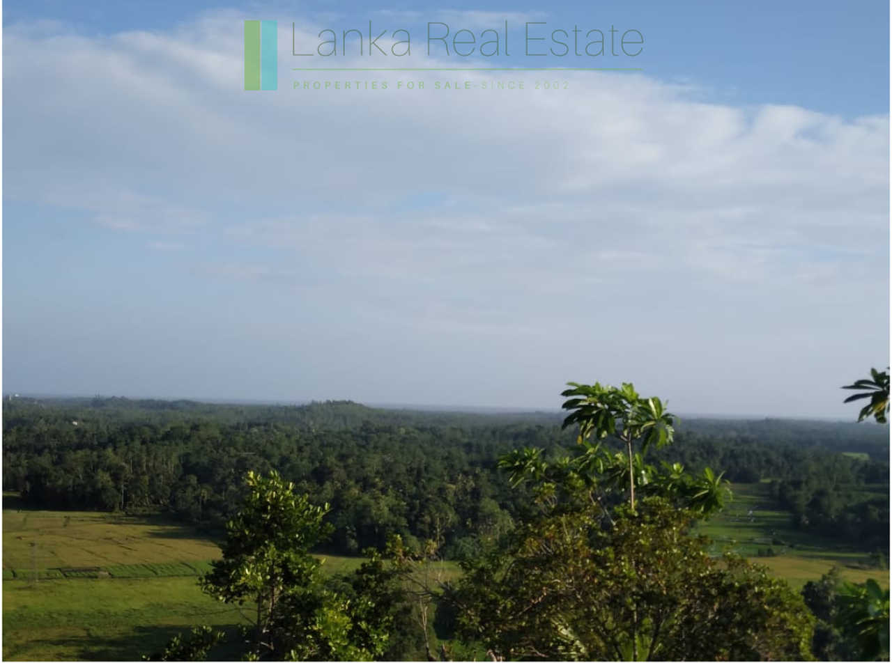 Five acres with cinnamon near Ahangama