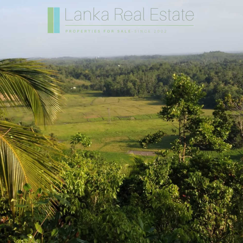 Five acres with cinnamon near Ahangama
