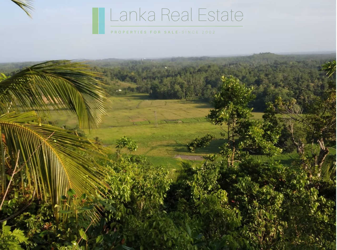 Five acres with cinnamon near Ahangama