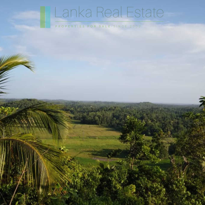 Five acres with cinnamon near Ahangama