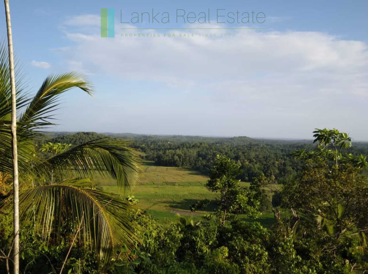 Five acres with cinnamon near Ahangama