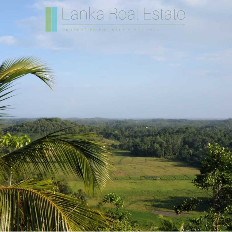 Five acres with cinnamon near Ahangama