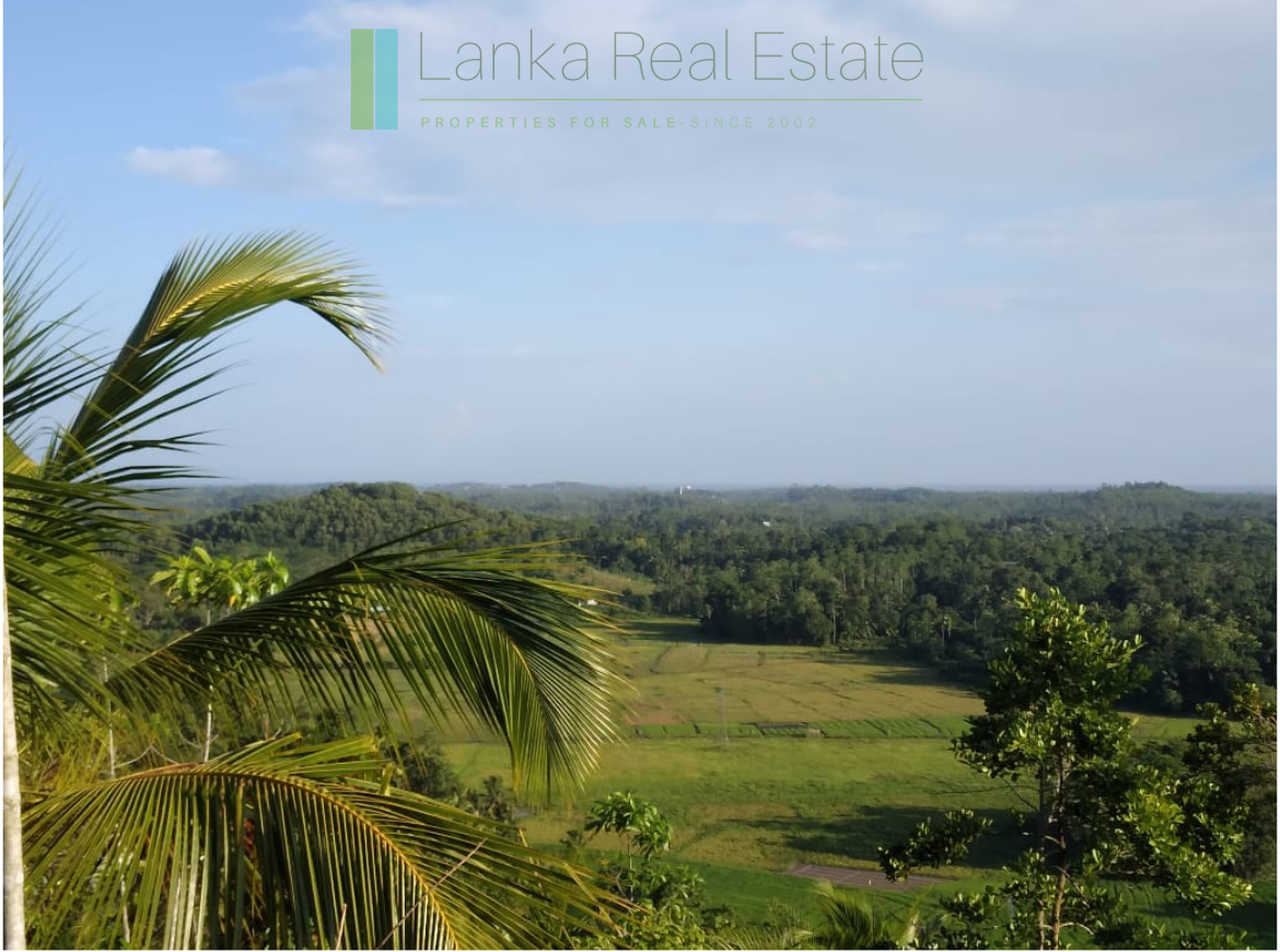 Five acres with cinnamon near Ahangama