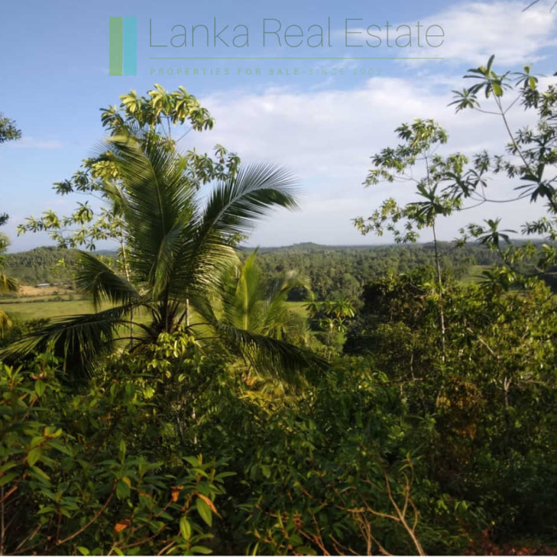 Five acres with cinnamon near Ahangama