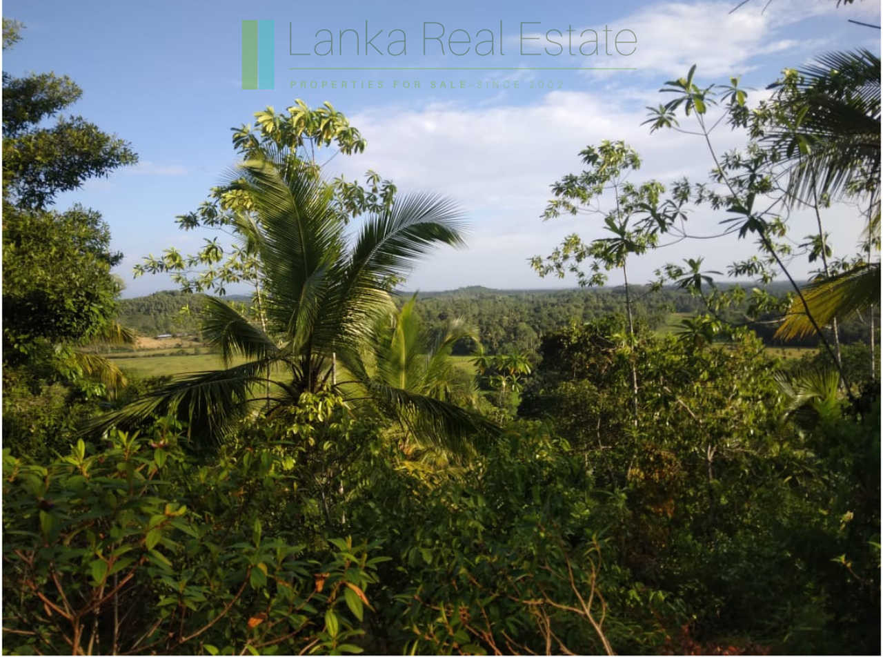 Five acres with cinnamon near Ahangama