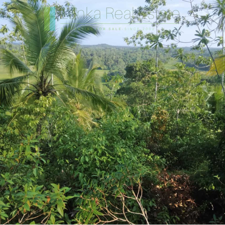 Five acres with cinnamon near Ahangama