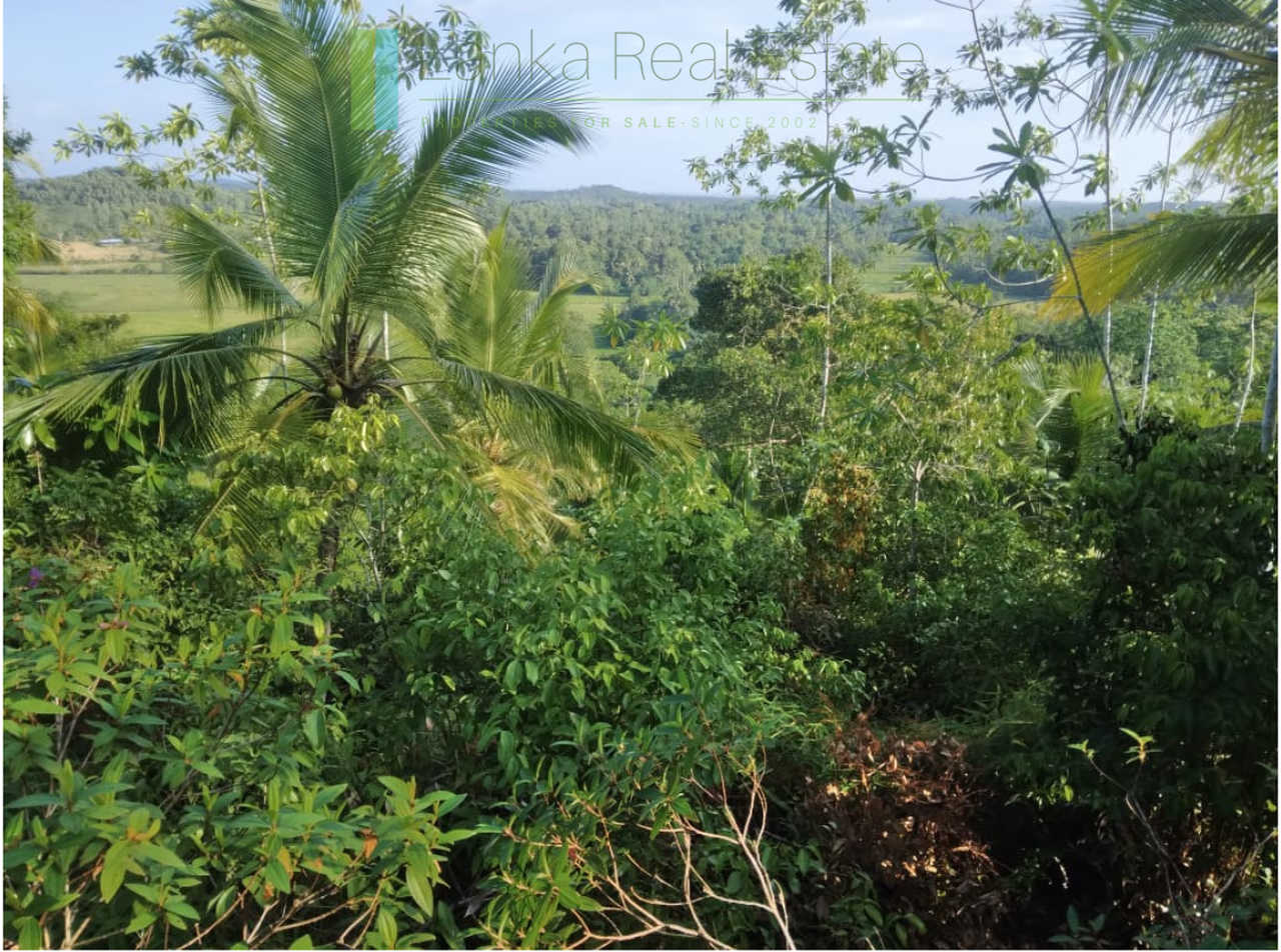 Five acres with cinnamon near Ahangama