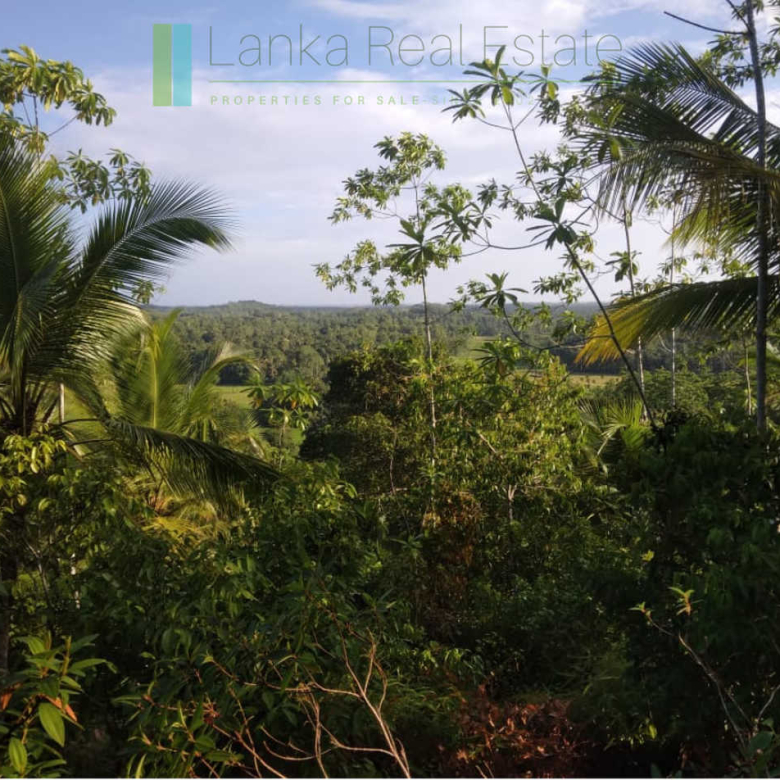 Five acres with cinnamon near Ahangama