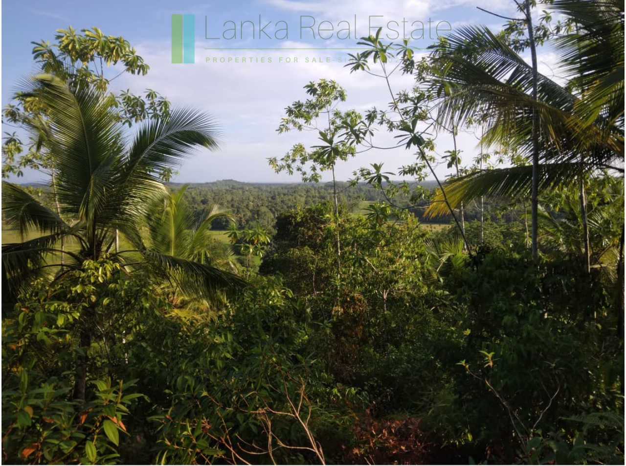 Five acres with cinnamon near Ahangama