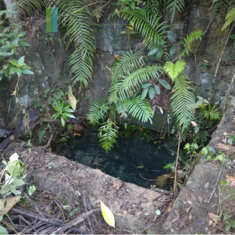 Five acres with cinnamon near Ahangama