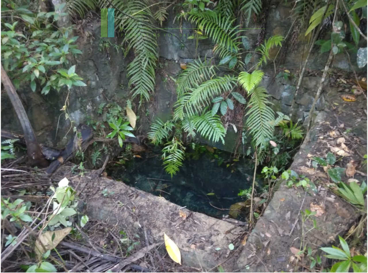 Five acres with cinnamon near Ahangama