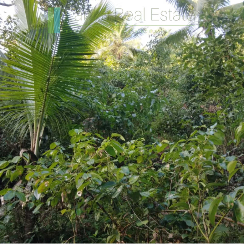 Five acres with cinnamon near Ahangama