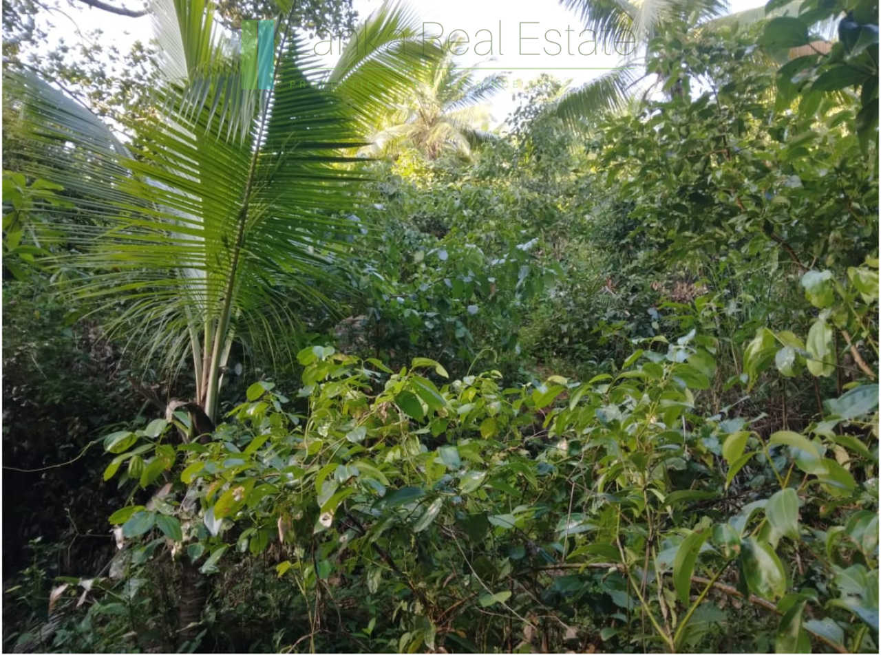Five acres with cinnamon near Ahangama