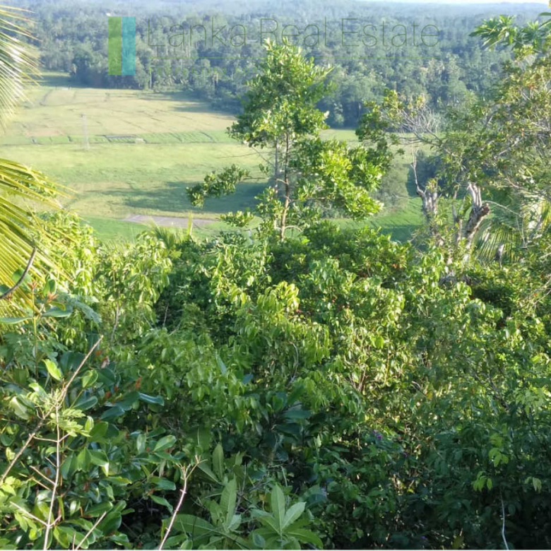 Five acres with cinnamon near Ahangama